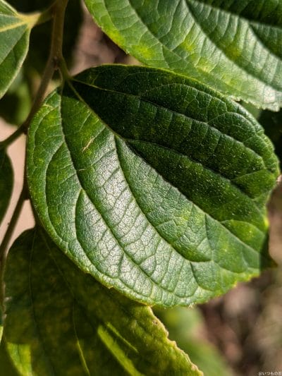 google pixel 8aでマクロ撮影した写真 | モバイル比較レビュー.jp Google Pixel 8a カメラ Google Pixel 8aでマクロ撮影した写真