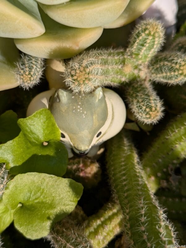 google pixel 8aでマクロ撮影した写真 | モバイル比較レビュー.jp Google Pixel 8a カメラ Google Pixel 8aでマクロ撮影した写真