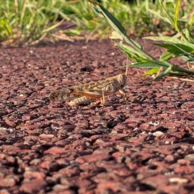 Google Pixel 9 Pro Fold カメラ
Google Pixel 9 Pro Fold で撮影した風景写真