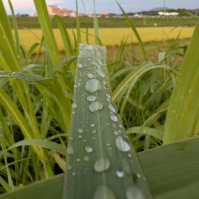 Google Pixel 9 Pro Fold カメラ
Google Pixel 9 Pro Fold でマクロ撮影した風景写真