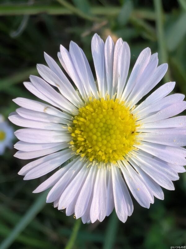 Google Pixel 9 Pro Fold カメラ
Google Pixel 9 Pro Fold でマクロ撮影した風景写真