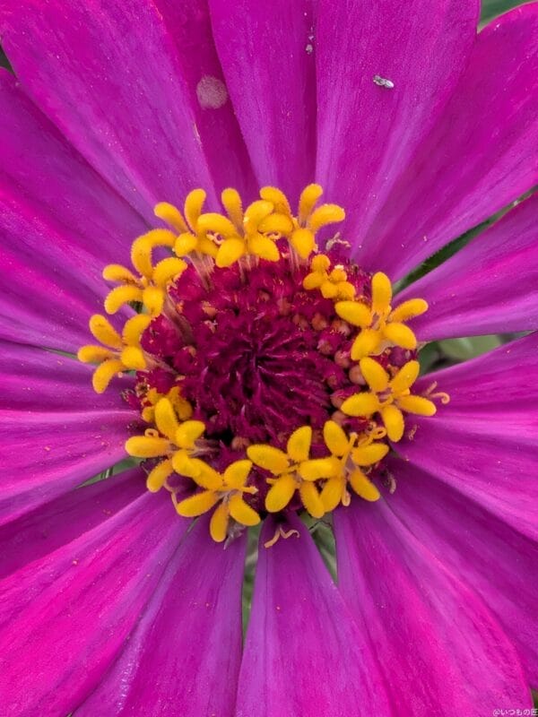 Google Pixel 9 Pro Fold カメラ
Google Pixel 9 Pro Fold でマクロ撮影した風景写真