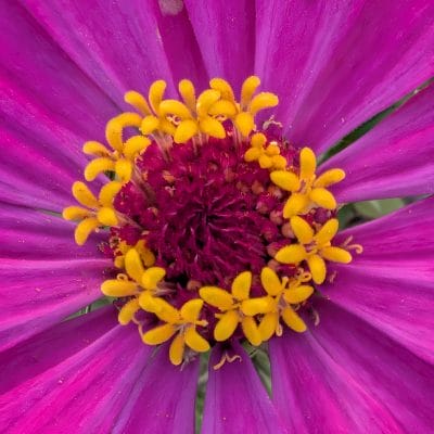 Google Pixel 9 Pro Fold カメラ
Google Pixel 9 Pro Fold でマクロ撮影した風景写真