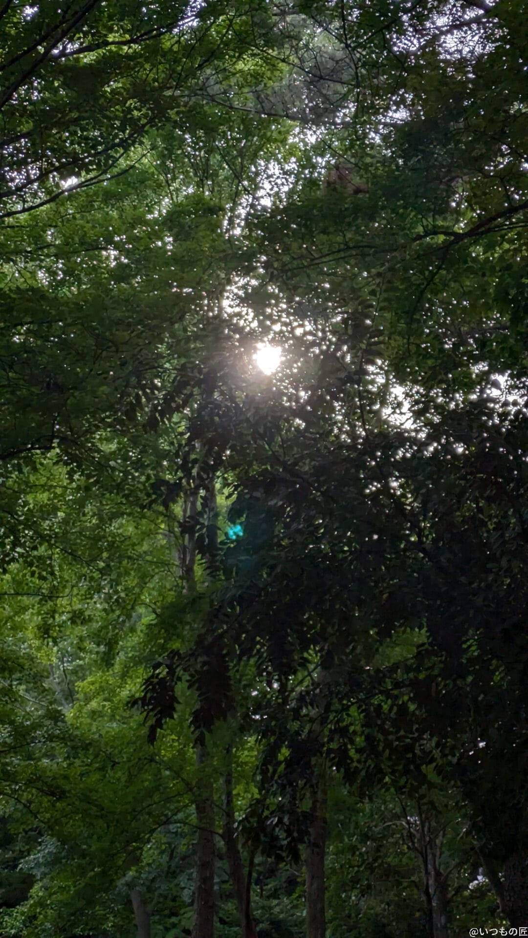 Google Pixel 8a カメラ
Google Pixel 8aで撮影した風景写真