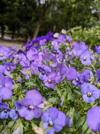 google pixel 8aで撮影した風景写真 | モバイル比較レビュー.jp Google Pixel 8a カメラ Google Pixel 8aで撮影した風景写真