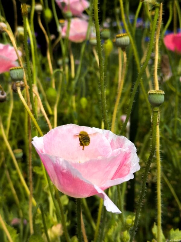 google pixel 8aで撮影した風景写真 | モバイル比較レビュー.jp Google Pixel 8a カメラ Google Pixel 8aで撮影した風景写真