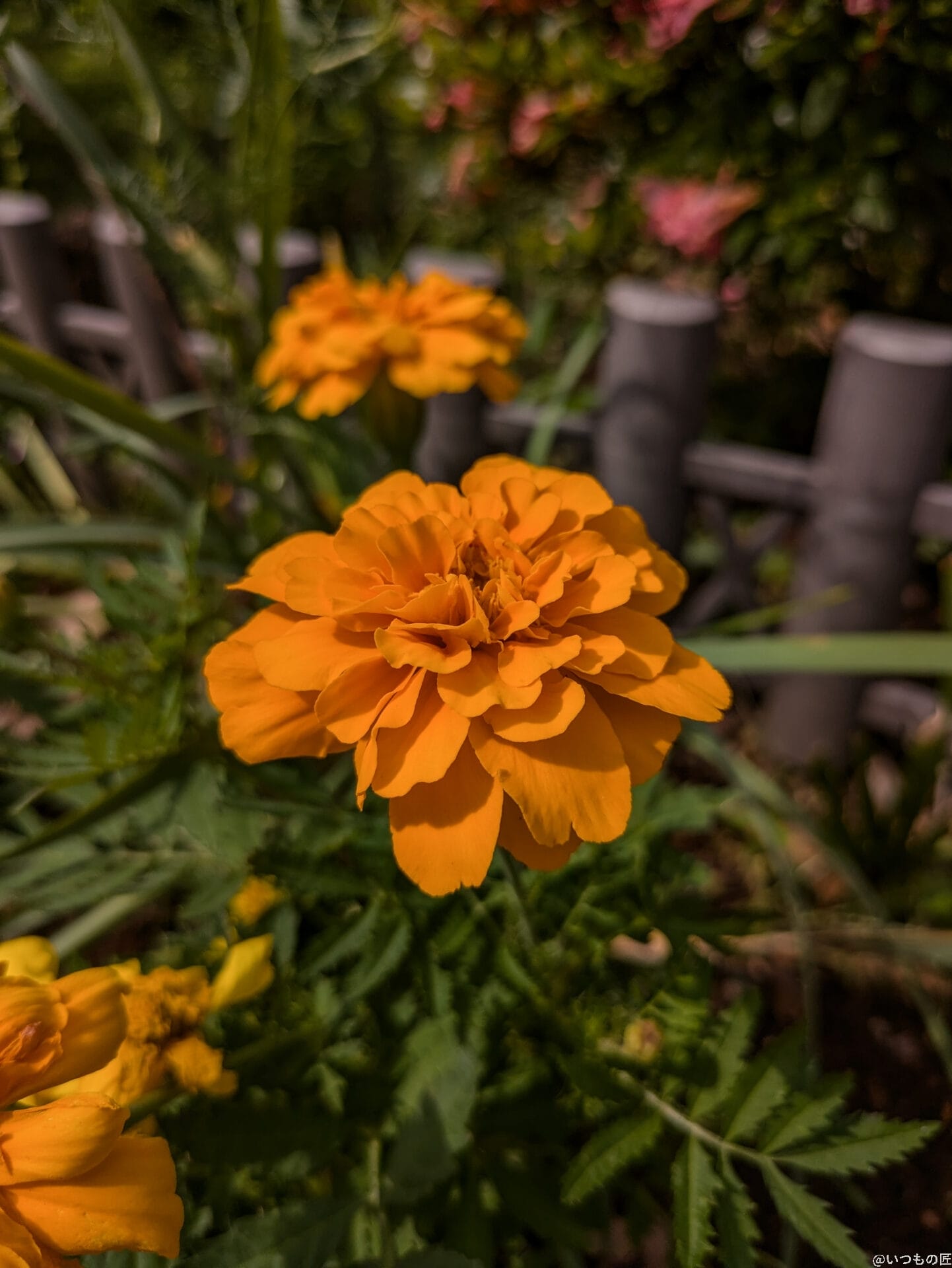 google pixel 8aで撮影した風景写真 | モバイル比較レビュー.jp Google Pixel 8a カメラ Google Pixel 8aで撮影した風景写真