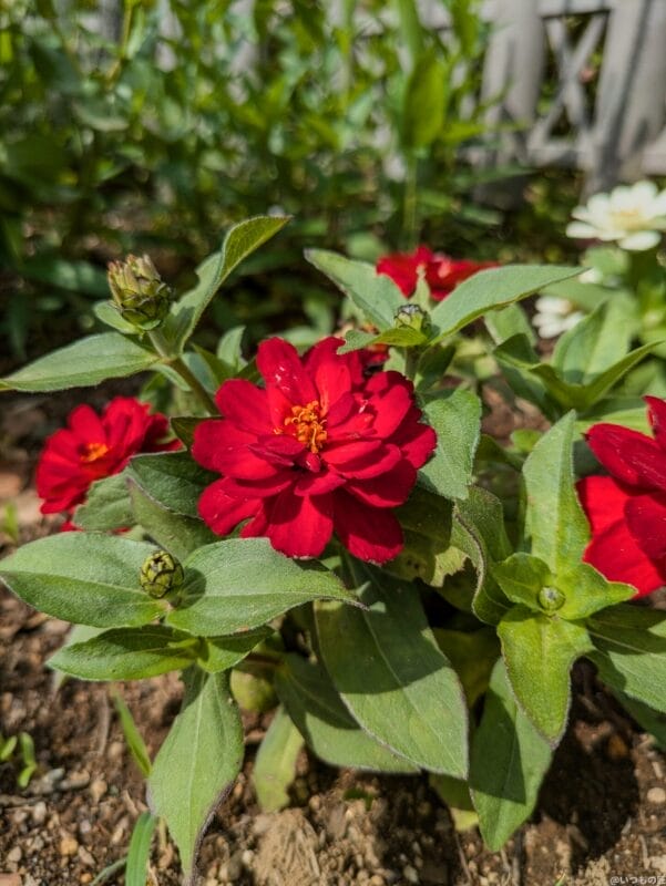 google pixel 8aで撮影した風景写真 | モバイル比較レビュー.jp Google Pixel 8a カメラ Google Pixel 8aで撮影した風景写真