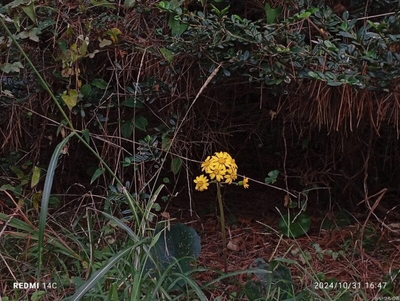 xiaomi redmi 14c で撮影した風景写真 | モバイル比較レビュー.jp Xiaomi Redmi 14C カメラ Xiaomi Redmi 14C で撮影した風景写真