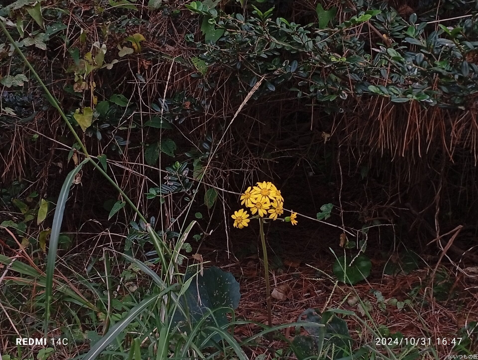 Xiaomi Redmi 14C カメラ
Xiaomi Redmi 14C で撮影した風景写真