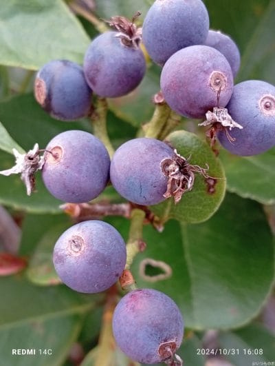 xiaomi redmi 14c でマクロ撮影した風景写真 | モバイル比較レビュー.jp Xiaomi Redmi 14C カメラ Xiaomi Redmi 14C でマクロ撮影した風景写真