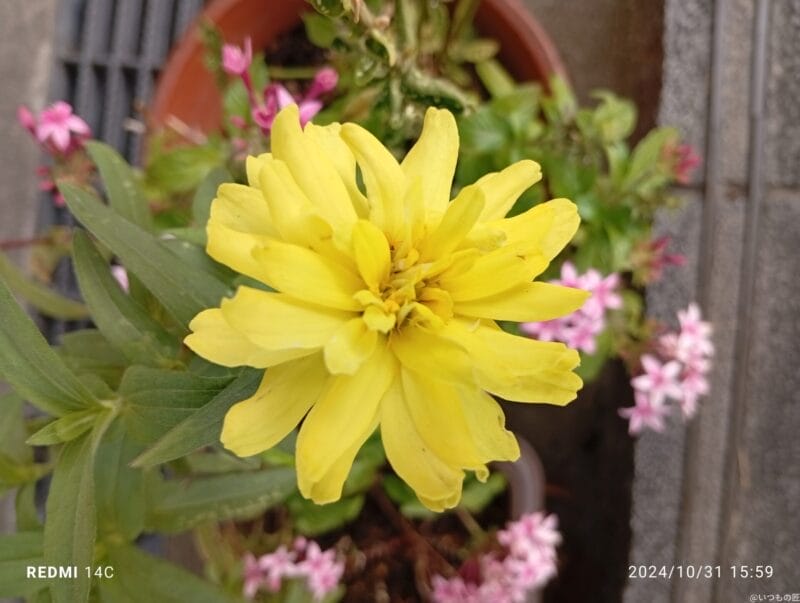 xiaomi redmi 14c でマクロ撮影した風景写真 | モバイル比較レビュー.jp Xiaomi Redmi 14C カメラ Xiaomi Redmi 14C でマクロ撮影した風景写真