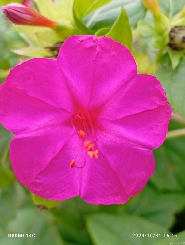 xiaomi redmi 14c でマクロ撮影した風景写真 | モバイル比較レビュー.jp Xiaomi Redmi 14C カメラ Xiaomi Redmi 14C でマクロ撮影した風景写真