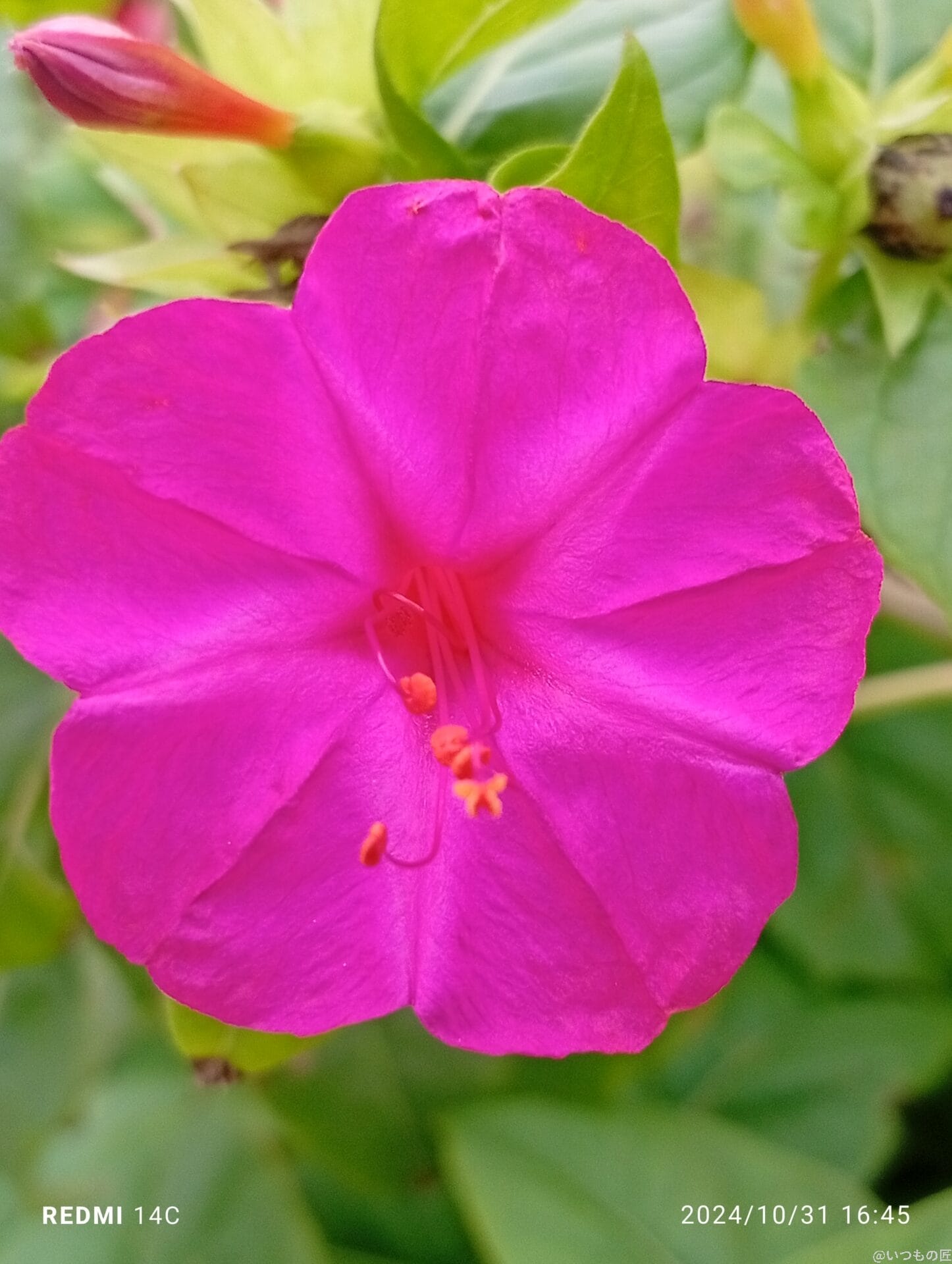 Xiaomi Redmi 14C カメラ
Xiaomi Redmi 14C でマクロ撮影した風景写真