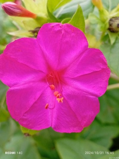 xiaomi redmi 14c でマクロ撮影した風景写真 | モバイル比較レビュー.jp Xiaomi Redmi 14C カメラ Xiaomi Redmi 14C でマクロ撮影した風景写真