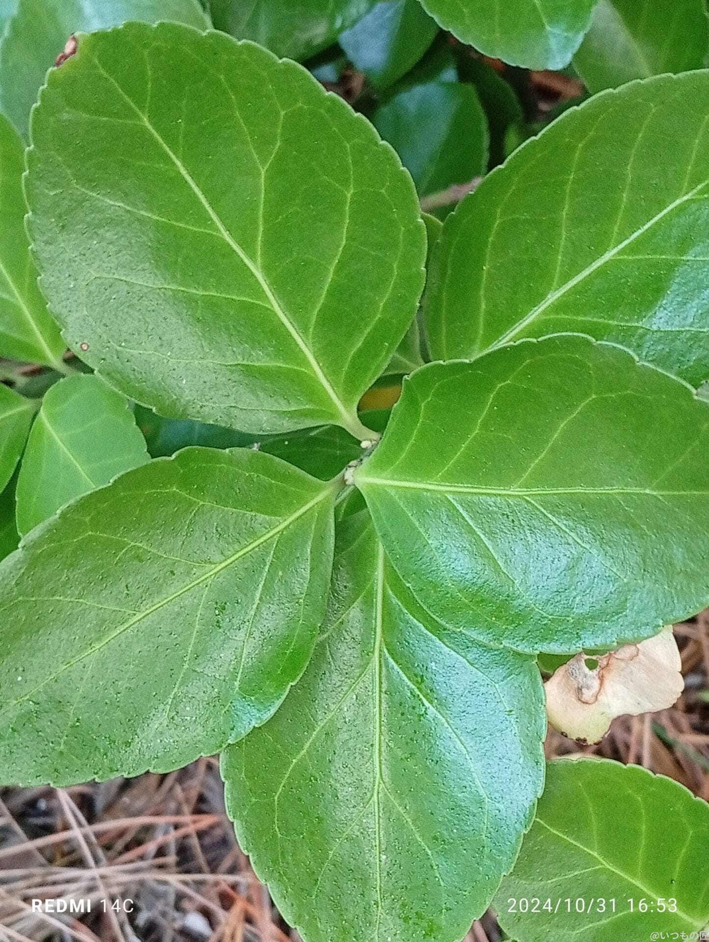 Xiaomi Redmi 14C カメラ
Xiaomi Redmi 14C でマクロ撮影した風景写真