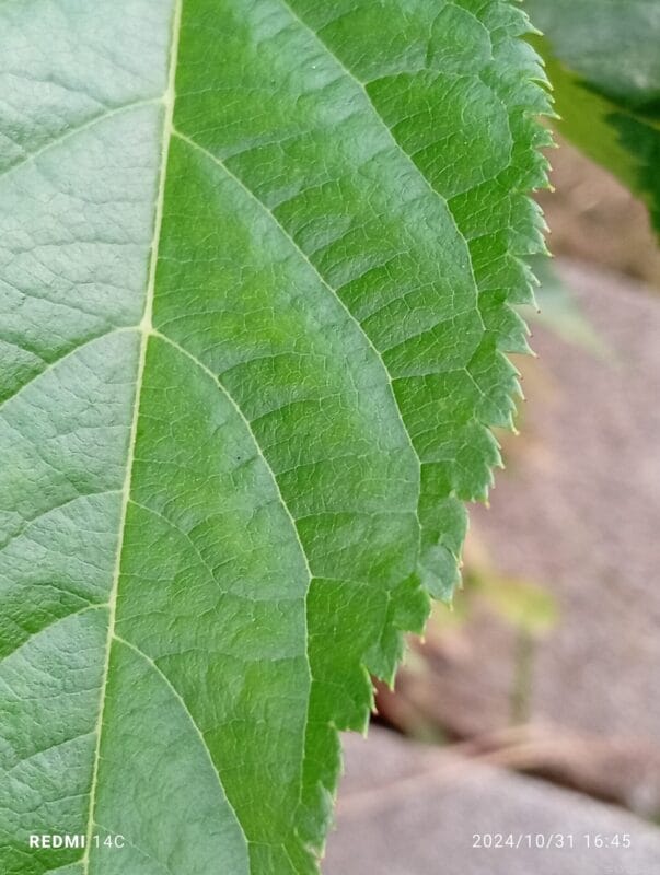 xiaomi redmi 14c でマクロ撮影した風景写真 | モバイル比較レビュー.jp Xiaomi Redmi 14C カメラ Xiaomi Redmi 14C でマクロ撮影した風景写真