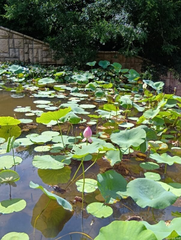 aquos wish4で撮影した風景写真 | モバイル比較レビュー.jp AQUOS wish4 レビュー AQUOS wish4で撮影した風景写真