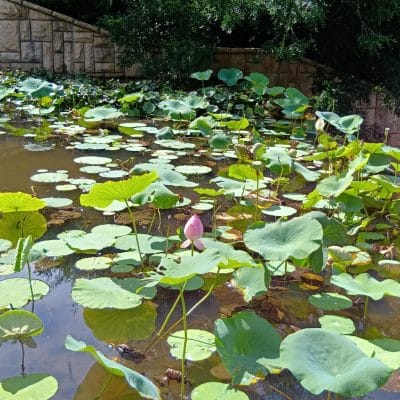 aquos wish4で撮影した風景写真 | モバイル比較レビュー.jp AQUOS wish4 レビュー AQUOS wish4で撮影した風景写真