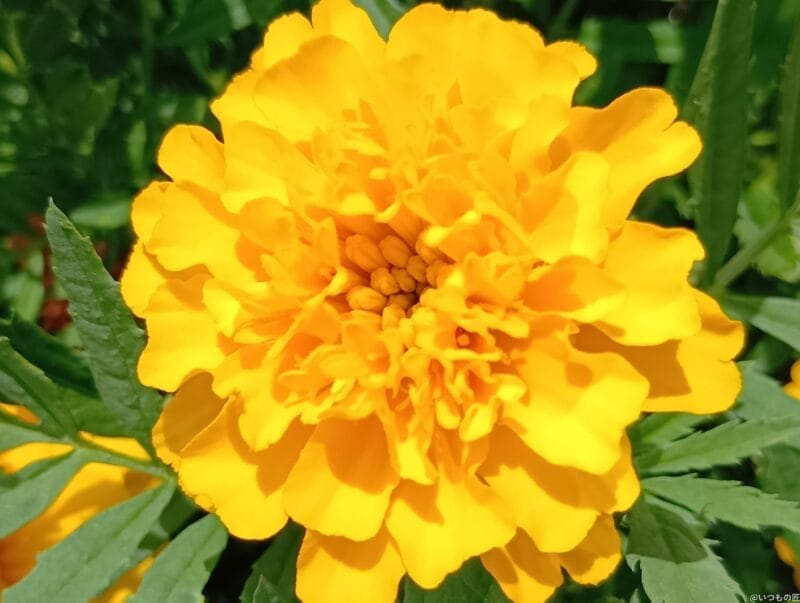 aquos wish4 カメラで撮影したマクロ写真 | モバイル比較レビュー.jp AQUOS wish4 レビュー AQUOS wish4 カメラで撮影したマクロ写真