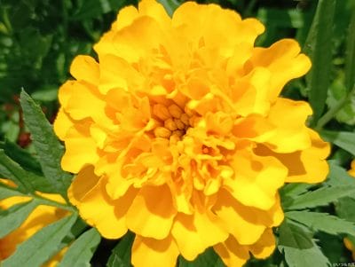 aquos wish4 カメラで撮影したマクロ写真 | モバイル比較レビュー.jp AQUOS wish4 レビュー AQUOS wish4 カメラで撮影したマクロ写真