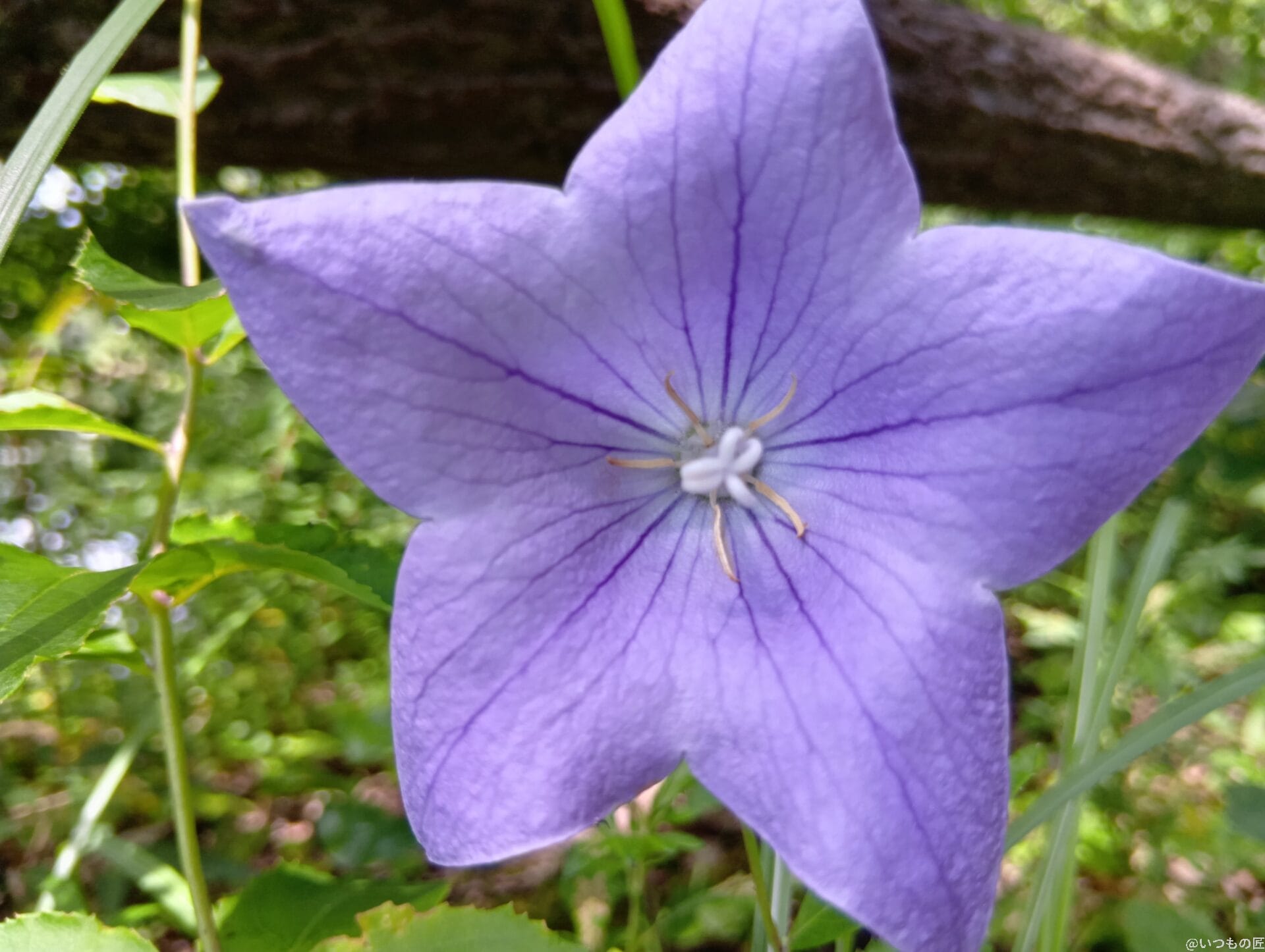 Xiaomi Redmi 14C カメラ
AQUOS wish4でマクロ撮影した風景写真