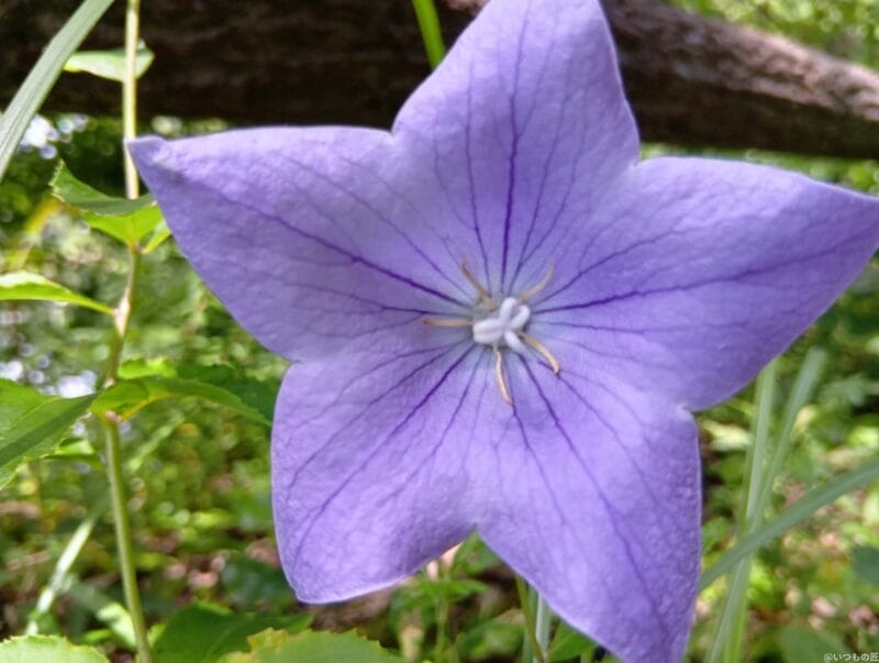 aquos wish4 カメラで撮影したマクロ写真 | モバイル比較レビュー.jp AQUOS wish4 レビュー AQUOS wish4 カメラで撮影したマクロ写真