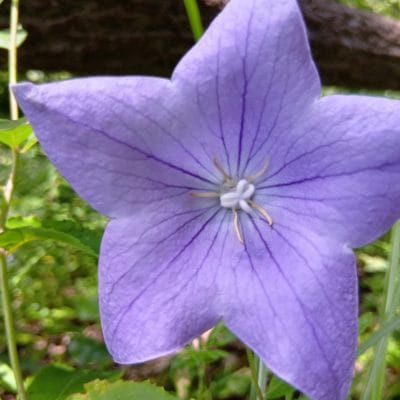 aquos wish4 カメラで撮影したマクロ写真 | モバイル比較レビュー.jp AQUOS wish4 レビュー AQUOS wish4 カメラで撮影したマクロ写真