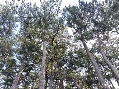 oppo a3 5g カメラで撮影した風景写真 | モバイル比較レビュー.jp OPPO A3 5G カメラ OPPO A3 5G カメラで撮影した風景写真