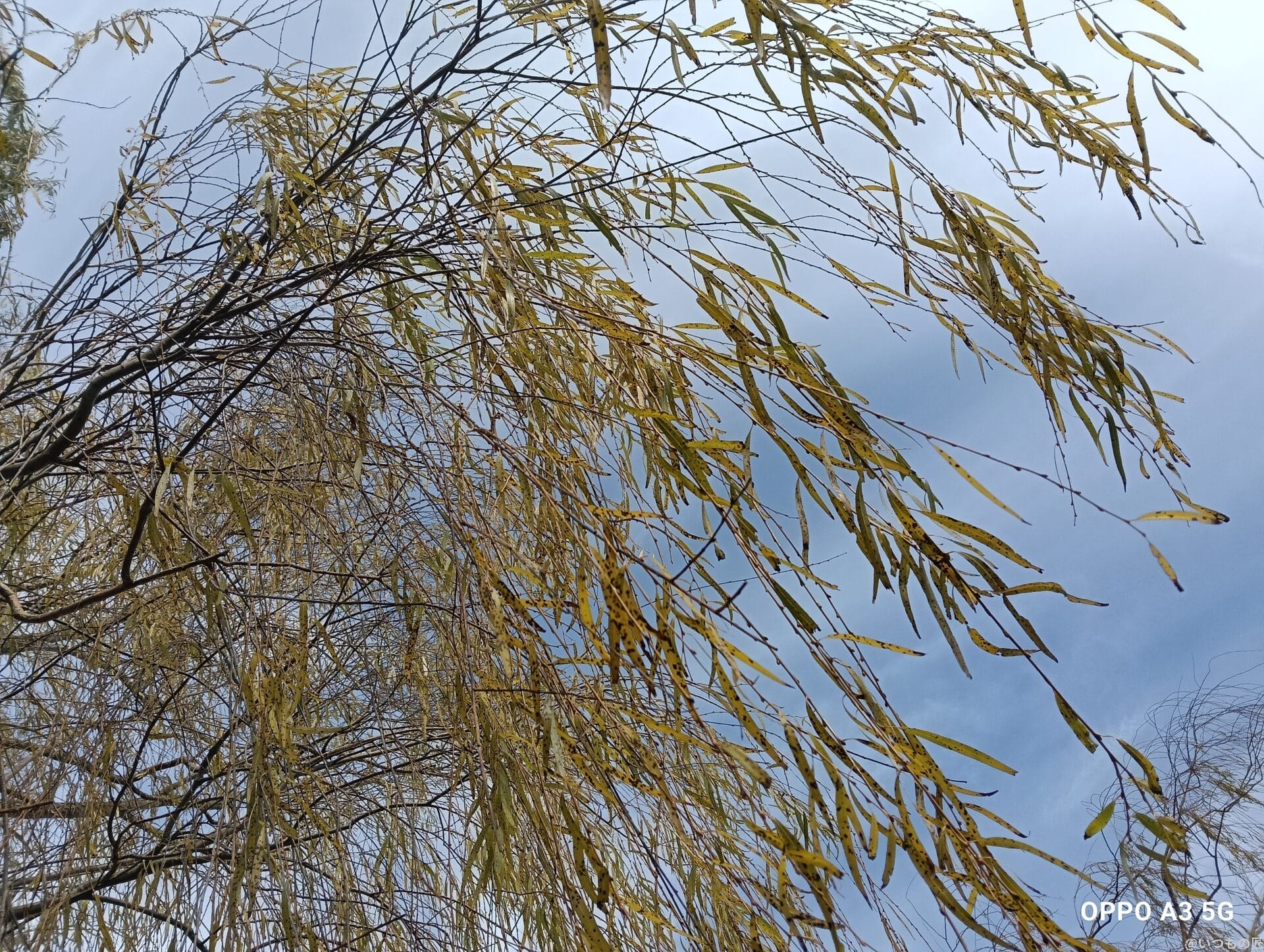 OPPO A3 5G レビュー
OPPO A3 5Gで撮影した風景写真