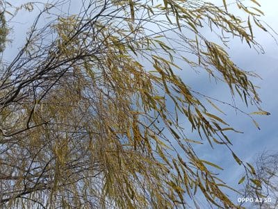 oppo a3 5gで撮影した風景写真 | モバイル比較レビュー.jp OPPO A3 5G レビュー OPPO A3 5Gで撮影した風景写真