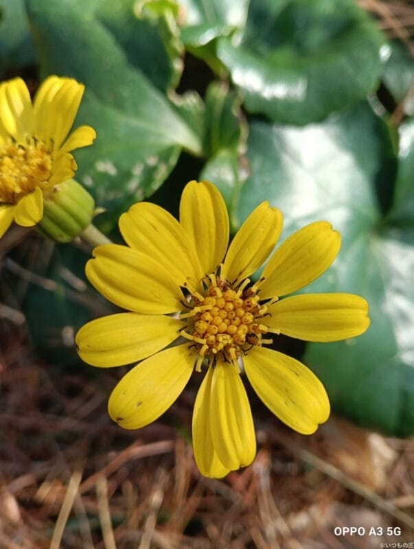 OPPO A3 5G カメラ OPPO A3 5G カメラでマクロ撮影した写真