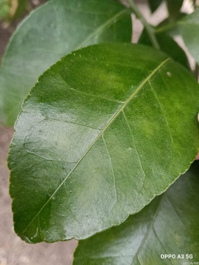 oppo a3 5g カメラでマクロ撮影した写真 | モバイル比較レビュー.jp OPPO A3 5G カメラ OPPO A3 5G カメラでマクロ撮影した写真