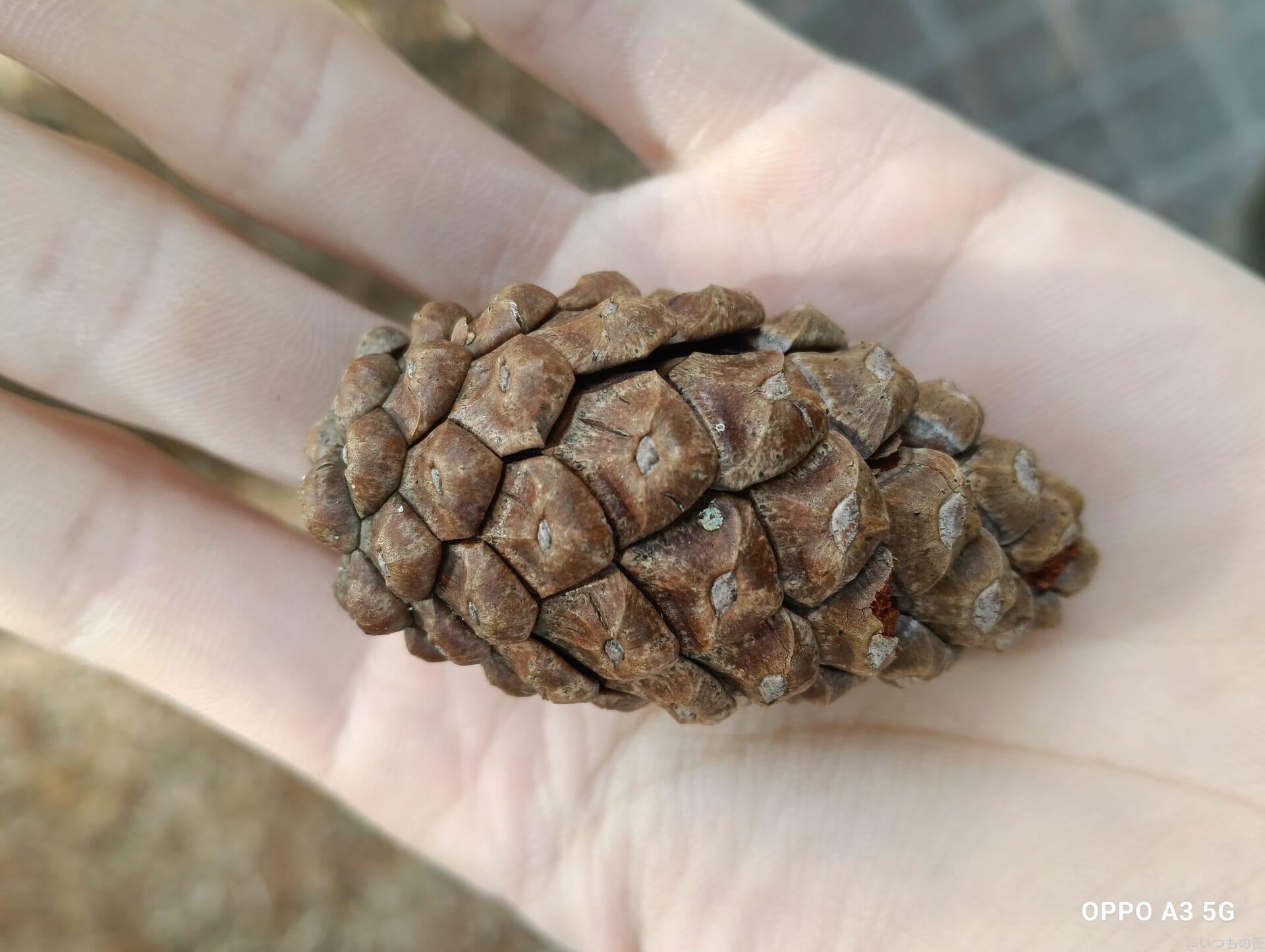 oppo a3 5g カメラでマクロ撮影した写真 | モバイル比較レビュー.jp OPPO A3 5G カメラ OPPO A3 5G カメラでマクロ撮影した写真