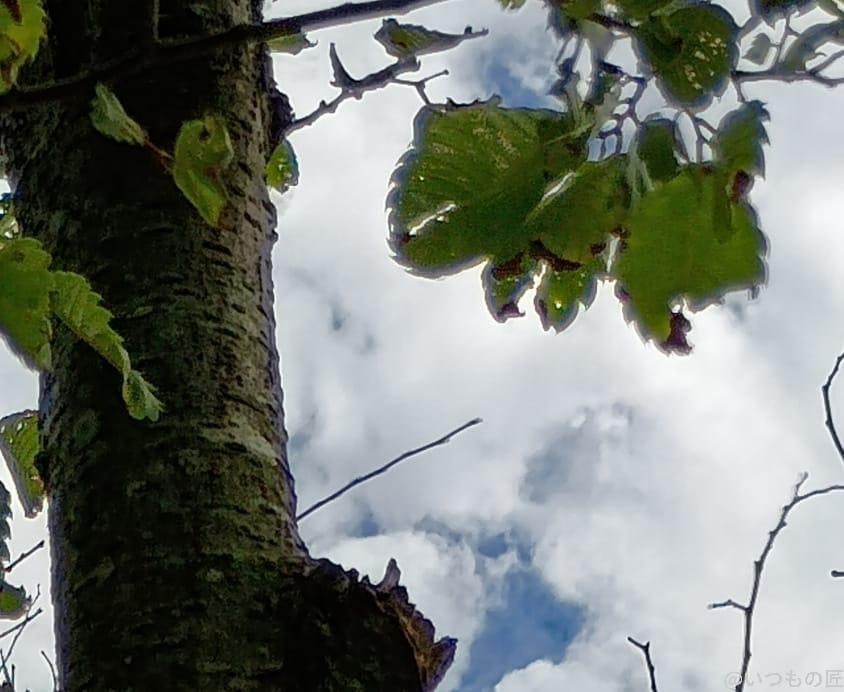 moto g64 5g カメラで撮影した風景写真 | モバイル比較レビュー.jp moto g64 5G カメラ moto g64 5G カメラで撮影した風景写真