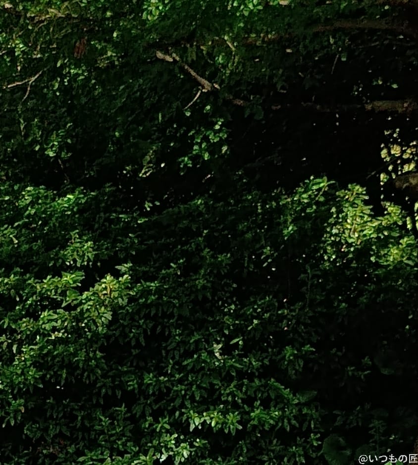 moto g64 5g カメラで撮影した風景写真 | モバイル比較レビュー.jp moto g64 5G カメラ moto g64 5G カメラで撮影した風景写真