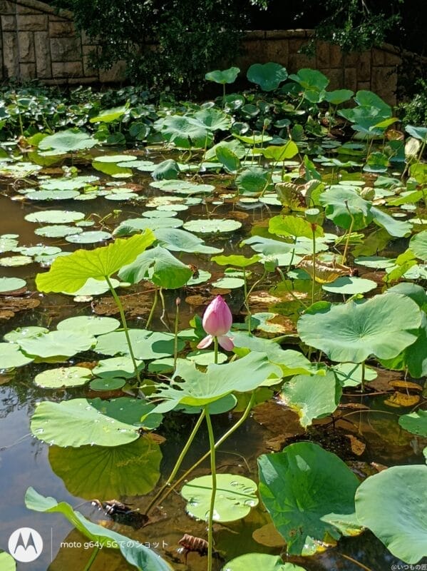 moto g64 5g カメラで撮影した風景写真 | モバイル比較レビュー.jp moto g64 5G カメラ moto g64 5G カメラで撮影した風景写真