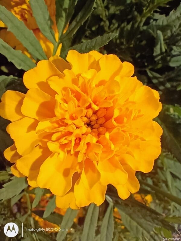moto g64 5g カメラでマクロ撮影した写真 | モバイル比較レビュー.jp moto g64 5G カメラ moto g64 5G カメラでマクロ撮影した写真