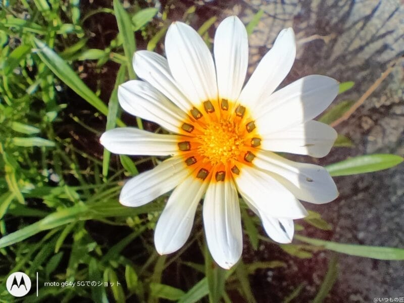 moto g64 5g カメラでマクロ撮影した写真 | モバイル比較レビュー.jp moto g64 5G カメラ moto g64 5G カメラでマクロ撮影した写真