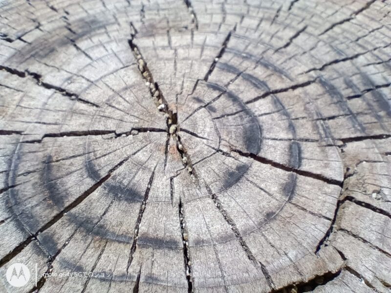 moto g64 5g カメラでマクロ撮影した写真 | モバイル比較レビュー.jp moto g64 5G カメラ
moto g64 5G カメラでマクロ撮影した写真