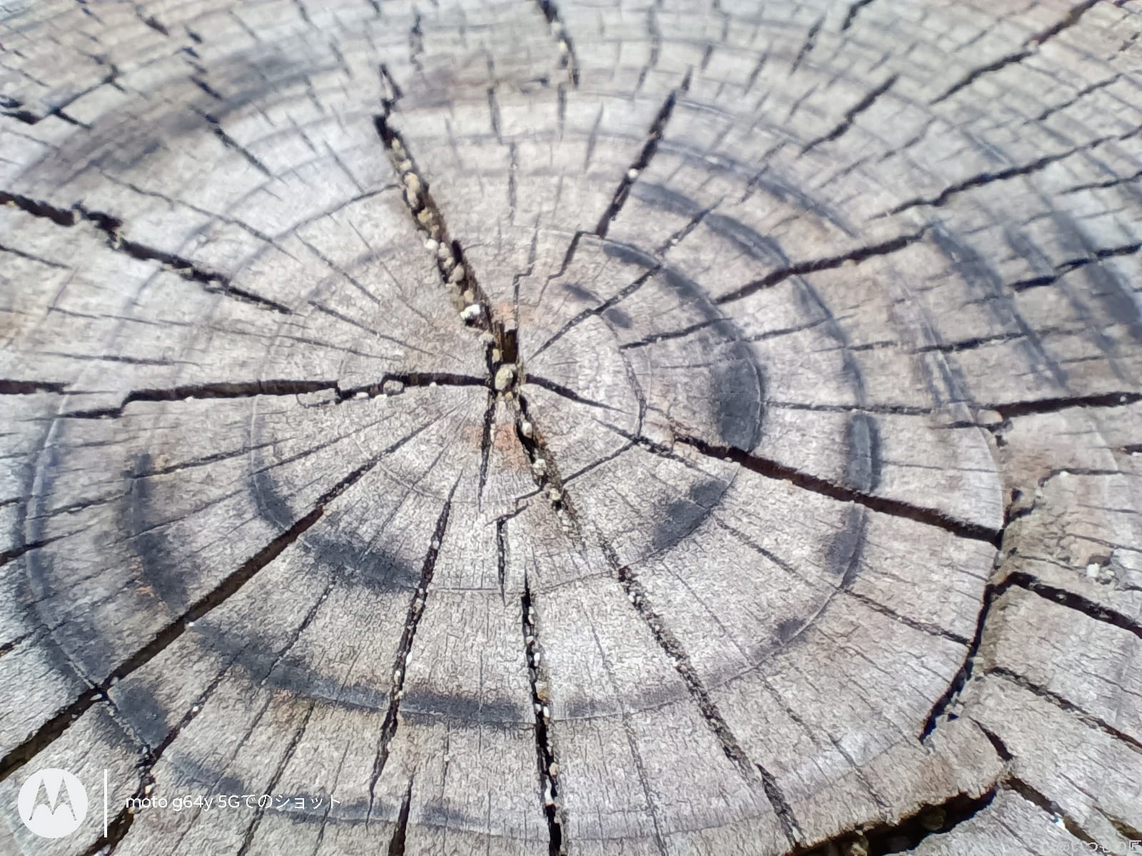 moto g64 5G カメラ
moto g64 5G カメラでマクロ撮影した写真