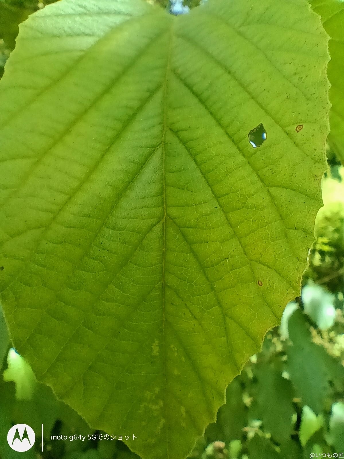 moto g64 5G カメラ
moto g64 5G カメラでマクロ撮影した写真