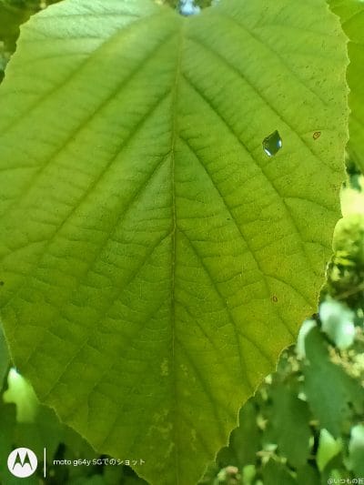 moto g64 5g カメラでマクロ撮影した写真 | モバイル比較レビュー.jp moto g64 5G カメラ moto g64 5G カメラでマクロ撮影した写真