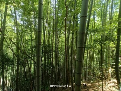 oppo reno11 a カメラで撮影した風景写真 | モバイル比較レビュー.jp OPPO A3 5G カメラ OPPO Reno11 A カメラで撮影した風景写真