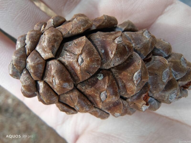 aquos r9 pro でマクロ撮影した写真 | モバイル比較レビュー.jp AQUOS R9 pro カメラ AQUOS R9 pro でマクロ撮影した写真