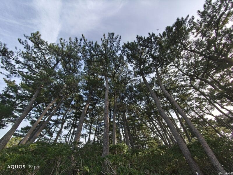 aquos r9 proで撮影した風景写真 | モバイル比較レビュー.jp AQUOS R9 pro カメラ AQUOS R9 proで撮影した風景写真