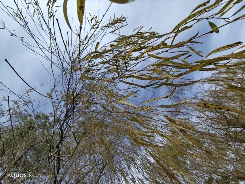 AQUOS R9 pro カメラ AQUOS R9 proで撮影した風景写真