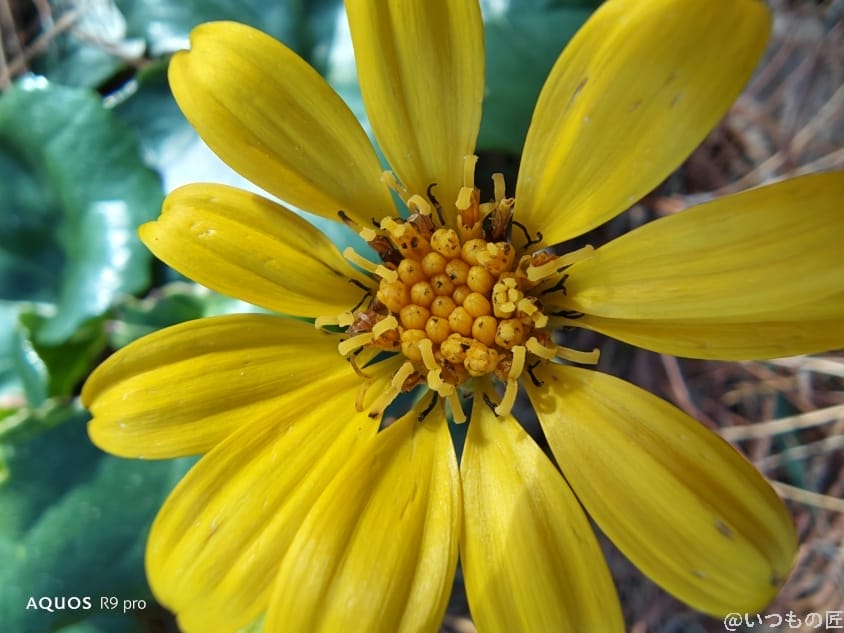 AQUOS R9 pro カメラ AQUOS R9 proでマクロ撮影した写真