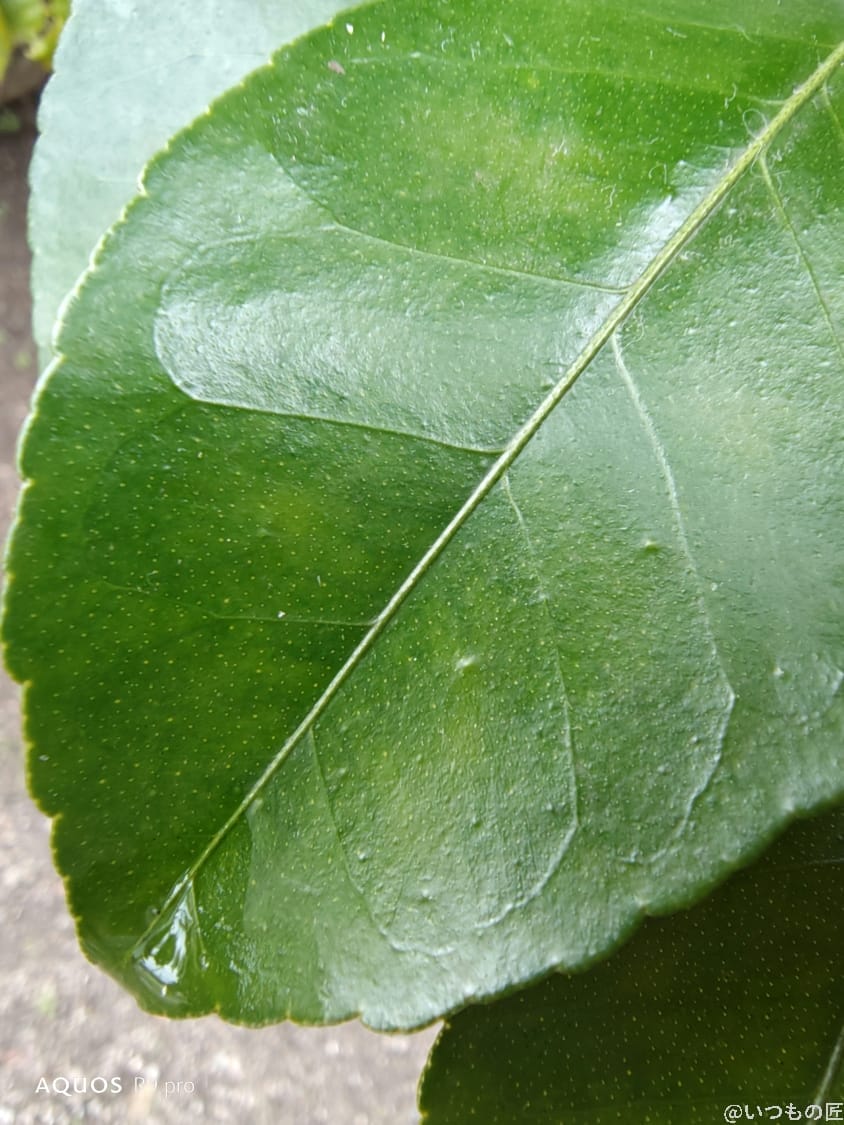 AQUOS R9 pro カメラ AQUOS R9 proで撮影したマクロ写真