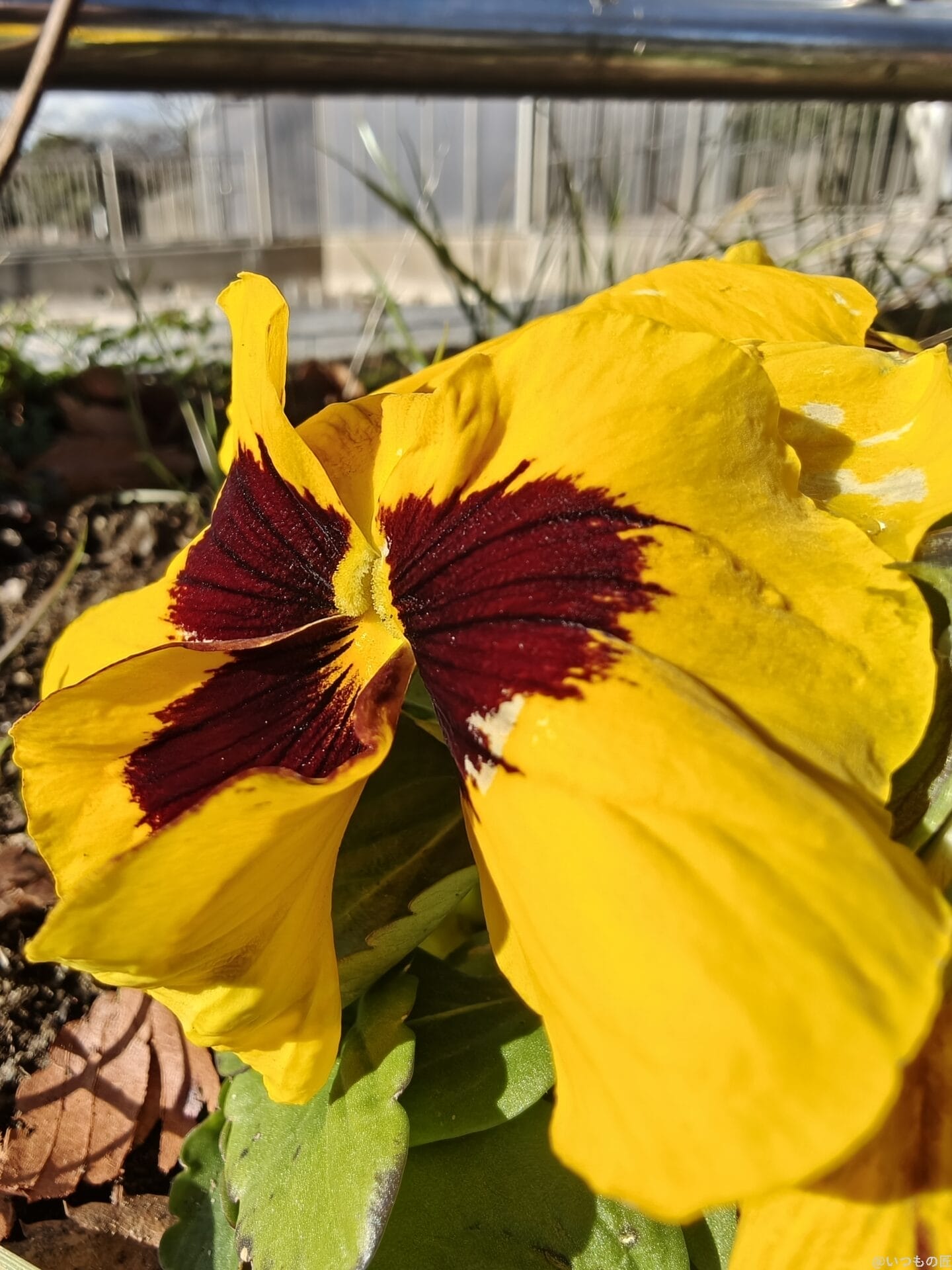 oppo find x8のカメラで撮影したポートレート写真 | モバイル比較レビュー.jp OPPO Find X8 カメラ OPPO Find X8のカメラで撮影したポートレート写真